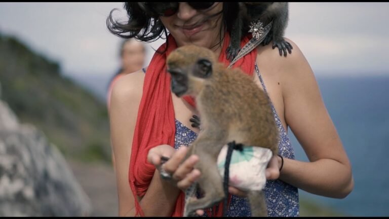 Isla y Vuelta-St Kitts/Nevis