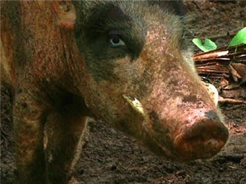 The Real Piggy Bank – Vanuatu