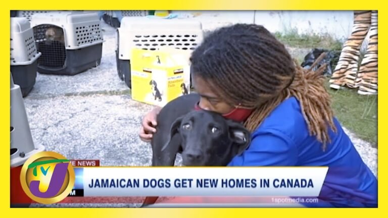 140 Jamaican Mongrel Dogs Get Canadian Residency | TVJ News