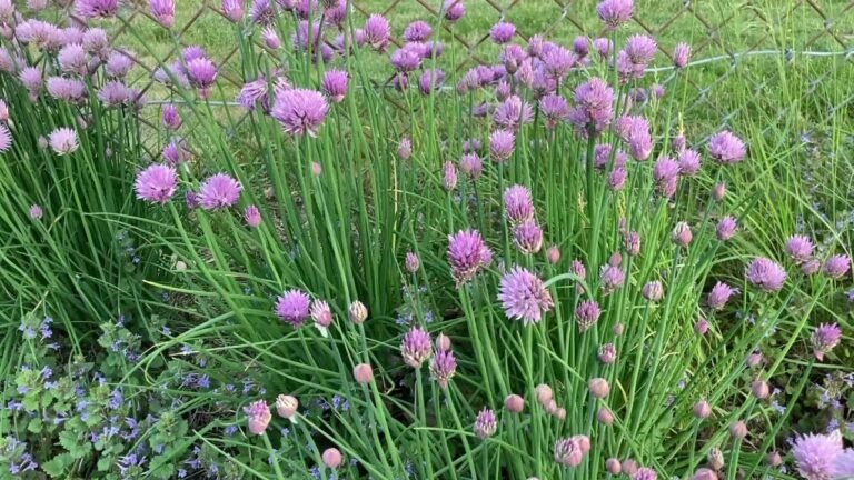 Mum help me find these wild vegetables,used be natural medicine in Asia