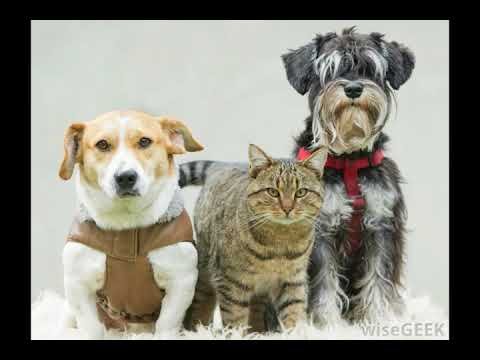 What is a Pet Passport