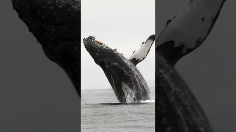 Humpback whale seen off Coast of Layou, Dominica 🇩🇲.#shorts (FAKE NEWS)