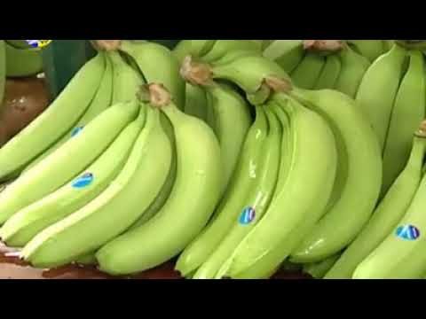 Saint Lucia government tackles banana export dilemma