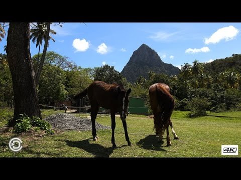 Morne Coubaril Estate – St Lucia