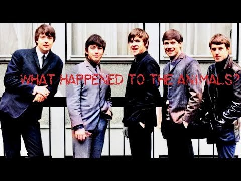 What Happened to The Animals?