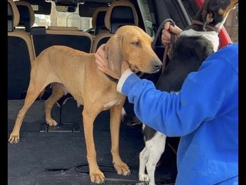 Adoption dog ESPERANTZA❤️