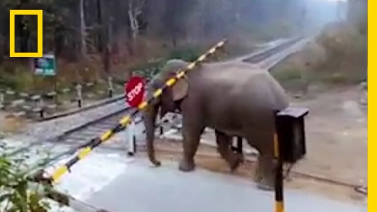 Watch: Impatient Elephant Disobeys Railway Rules | National Geographic