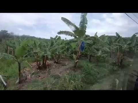 Saint Lucia – Banana Farm – Each Bunch Covered with a Blue Polythene Bag