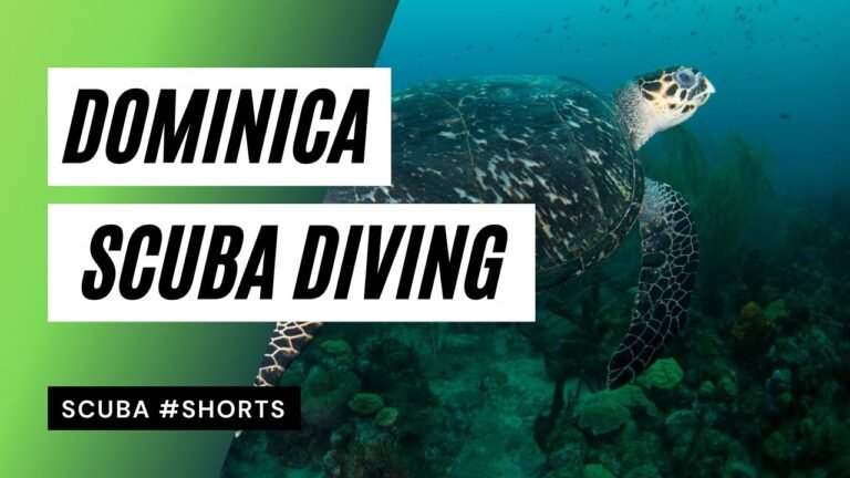 Scuba Diving Dominica Caribbean #shorts