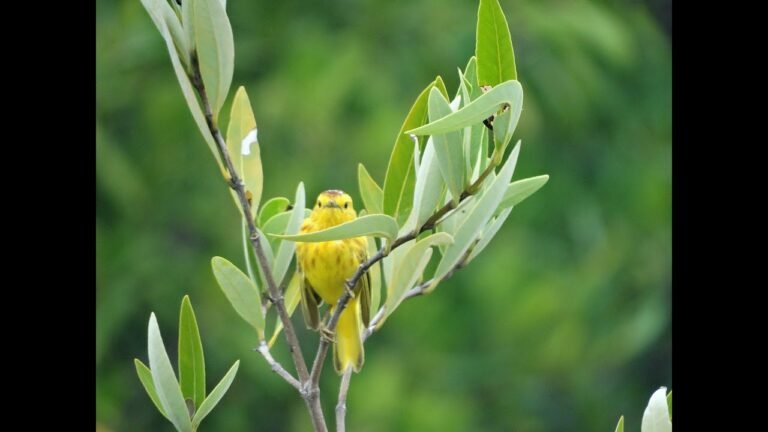 Birds of Grenada 2020 (July to October) 3KC Birding