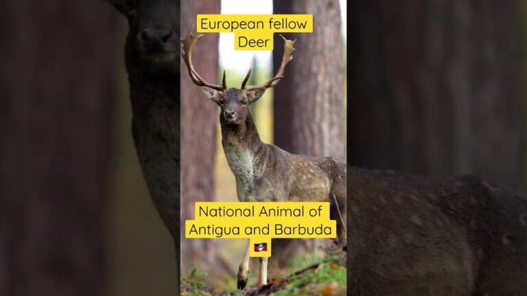 National Animal of Antigua and Barbuda 🇦🇬/ Deer