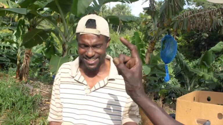 Update on Banana Pest in St kitts and Nevis