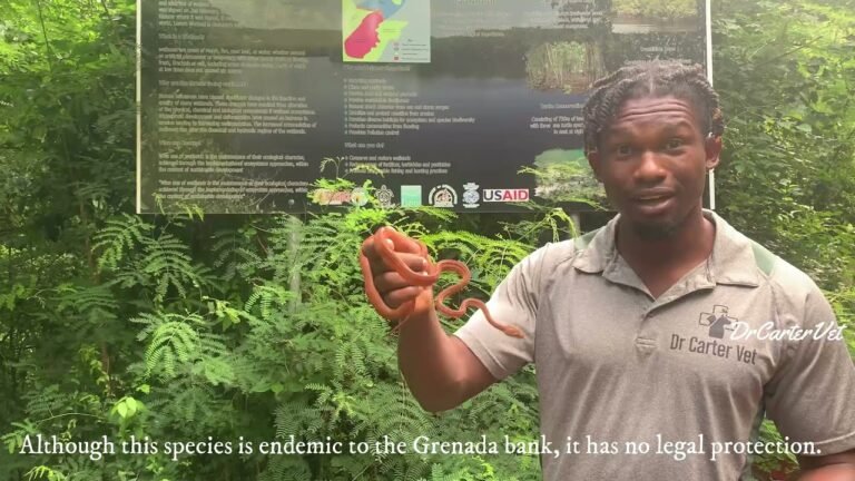 Grenada Bank Tree Boa relocation to the Levera National Park. #mangrove #Ramsar #wildlife