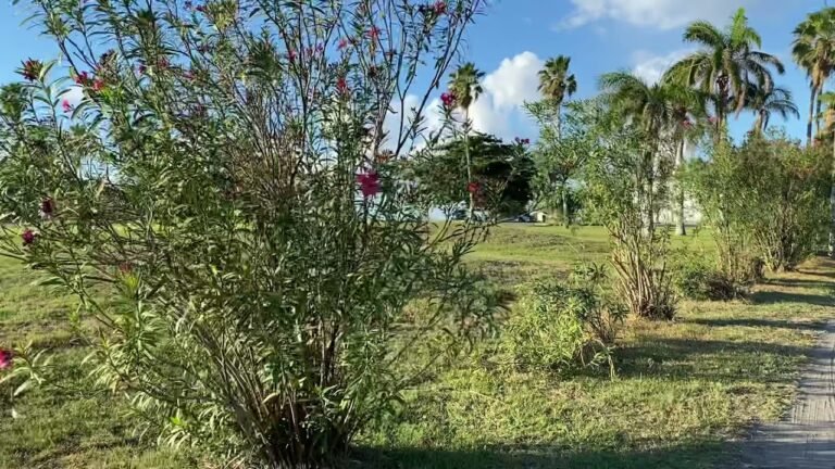 Marriott Golf Course St Kitts #shorts