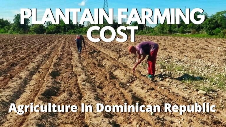 Farming Costs Breakdown | Agribusiness In Dominican Republic