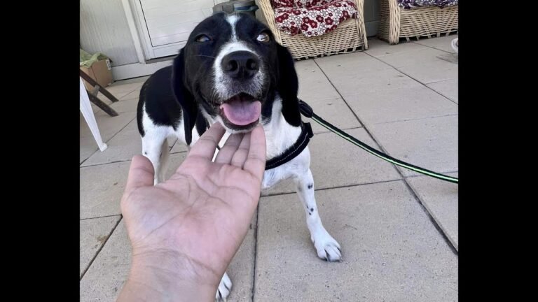 Rescued and abused adoption dog SANTA is starting trust and give doggie kisses 🥰