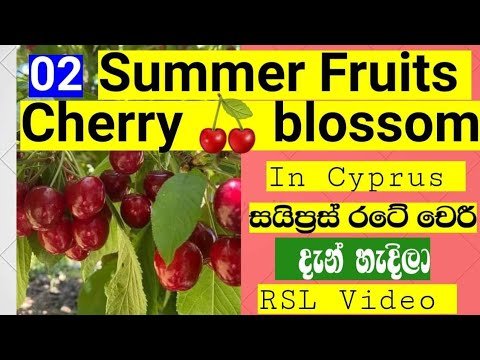 Summer Fruit In Cyprus Cherry 🍒 blossom| සයිප්‍රසයෙ cherry හැදෙන කාලේ|RSL Vedio