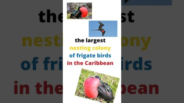 Facts about Antigua and Barbuda🇦🇬