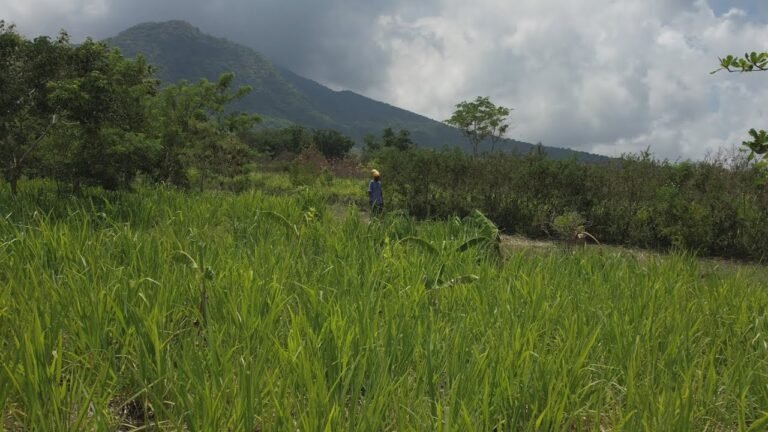 Sustainable Travel International & St Kitts: Empowering Local Communities