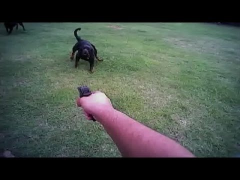 Body camera records Florida deputy shooting resident's dog